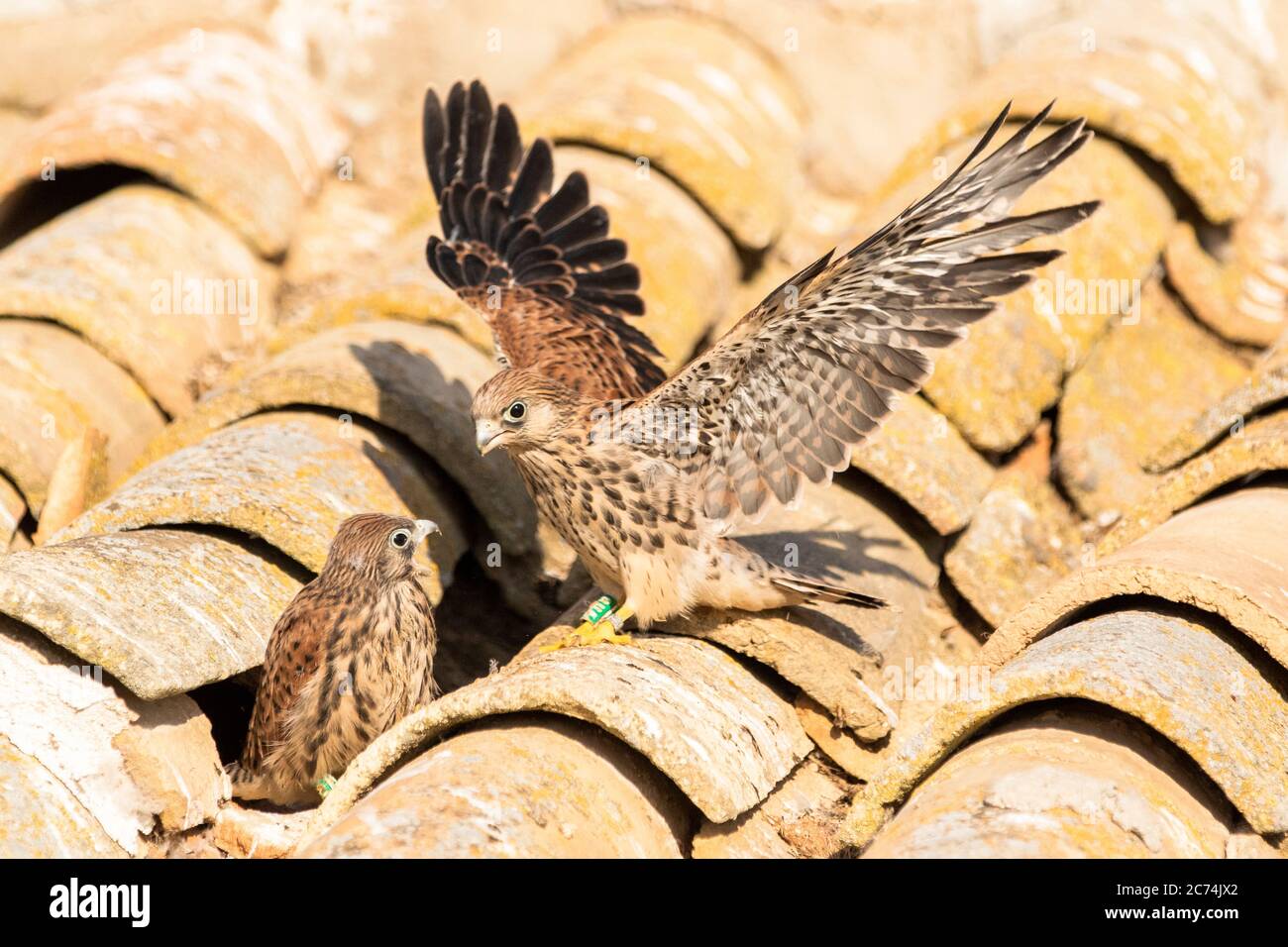 Kleiner Turmfalken (Falco naumanni), zwei junge Falken auf dem Dach einer alten Scheune, Spanien Stockfoto