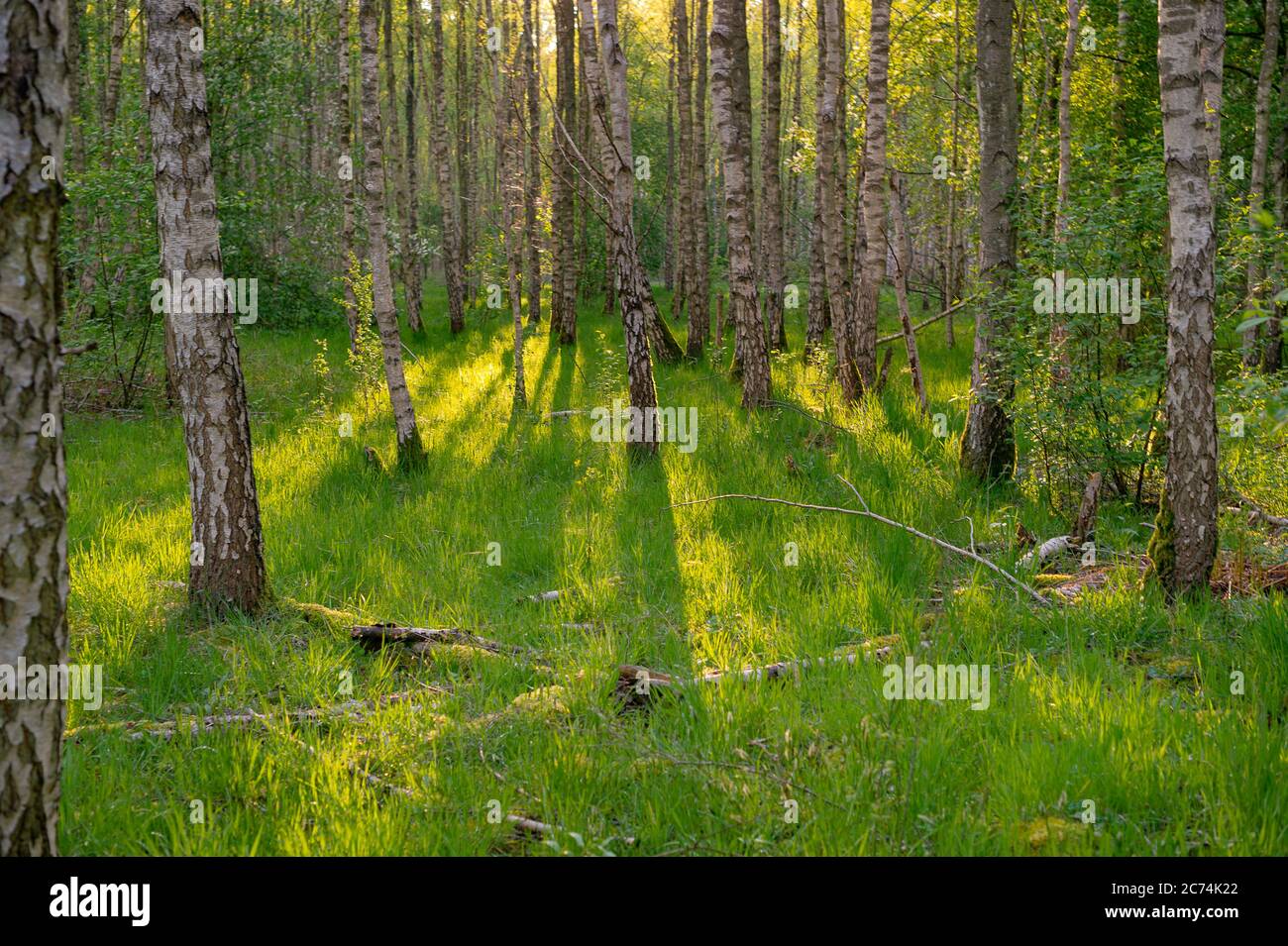 Birke (Betula spec.), Versuchsgebiet für Erbfolge auf ehemaligem Hektar Loki Schmidt am Brahmsee, Schleswig-Holstein Stockfoto