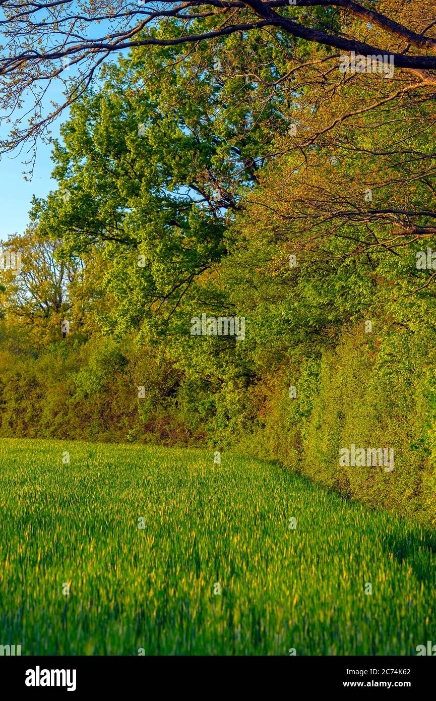 Hecke mit alten Eichen im Frühjahr, Deutschland, Hamburg, Hummelsbuettler Feldmark Stockfoto