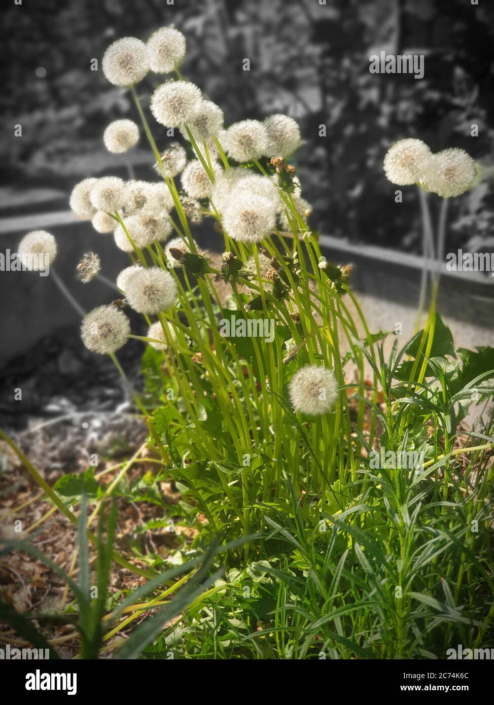 Löwenzahn (Taraxacum officinale), fruchtig, schwarz-weißer Hintergrund, Deutschland, Nordrhein-Westfalen Stockfoto