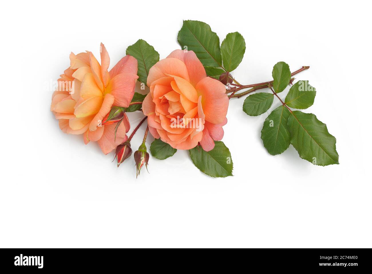 rosen liegen auf weißem Hintergrund Stockfoto