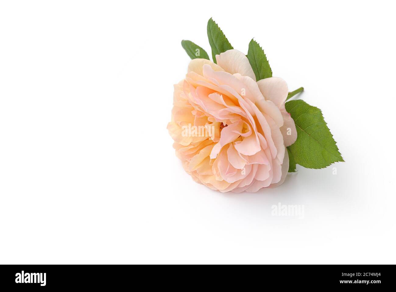 rosen liegen auf weißem Hintergrund Stockfoto