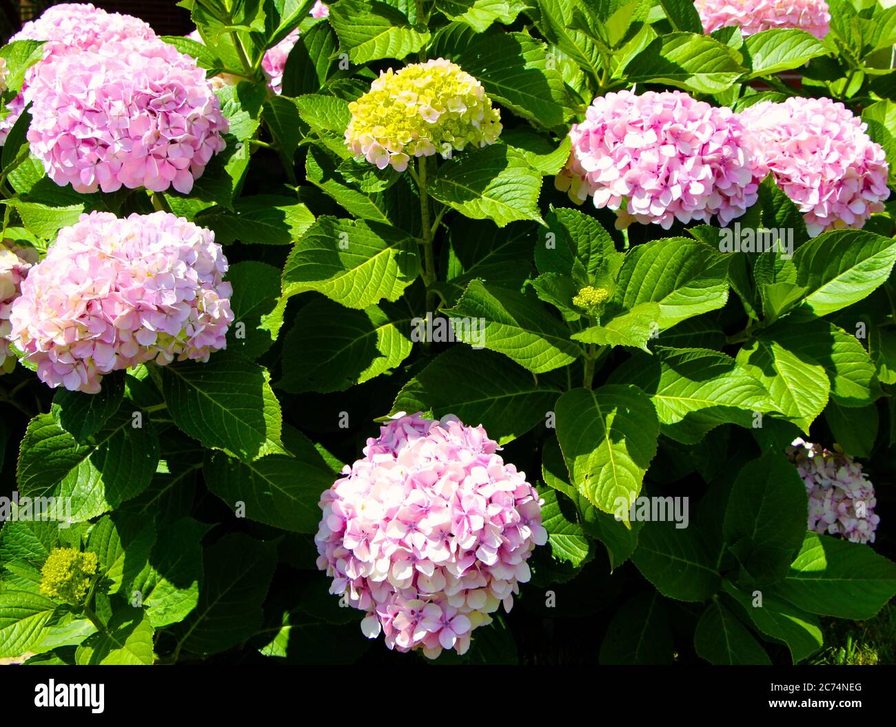 Rosa Hortensien macrophylla oder MOPHEAD Hortensien Blüten Stockfoto