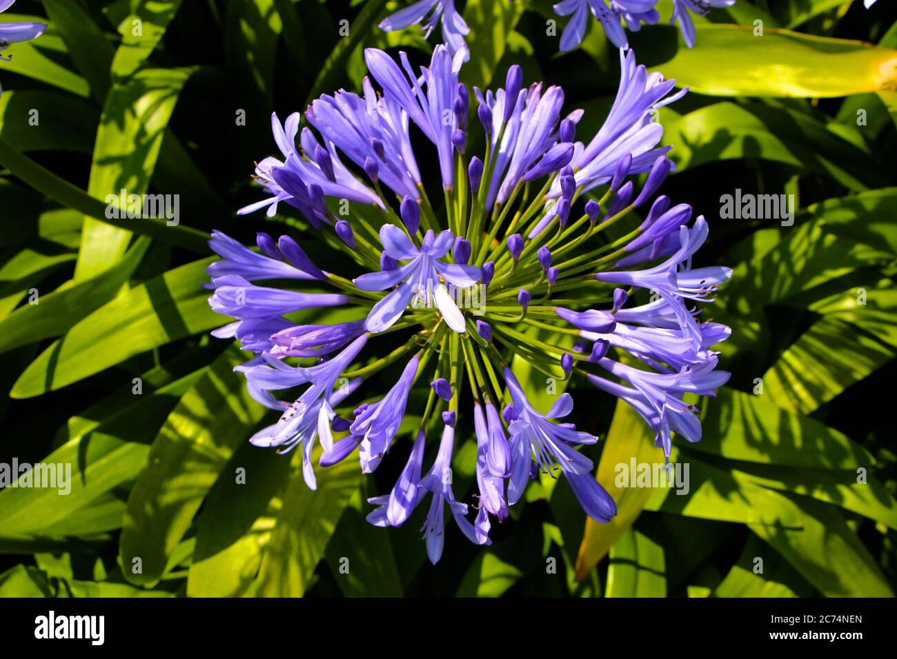 Purple Agapanthus africanus in der Sonne mit grünem Laub in voller Blüte im Juli Stockfoto