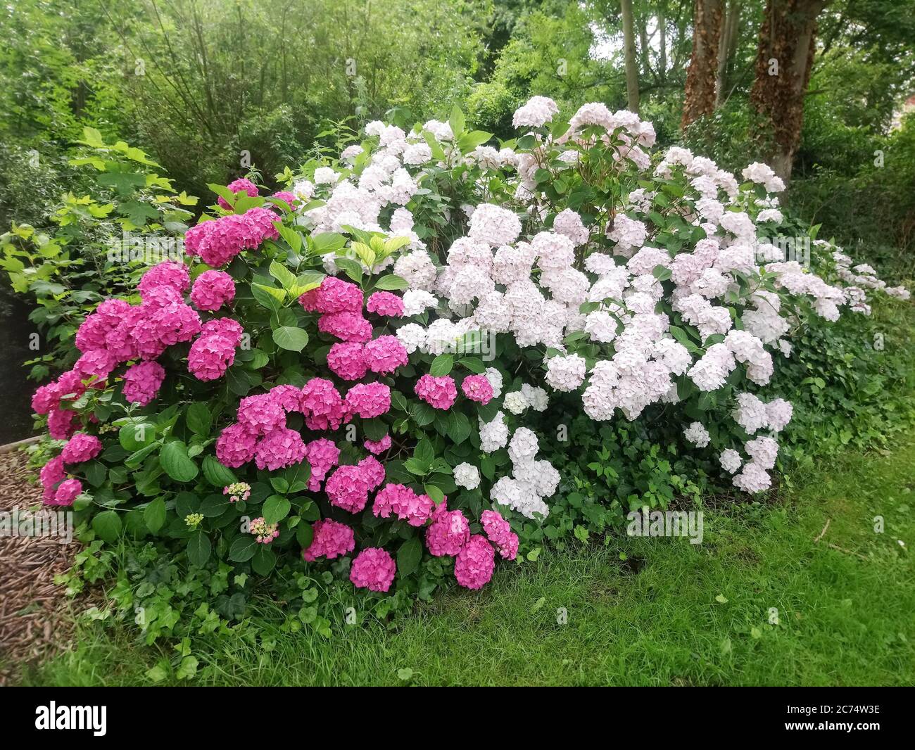 Bunte Hortensia oder Hortensia macrophylla Blumen in einem Garten Stockfoto