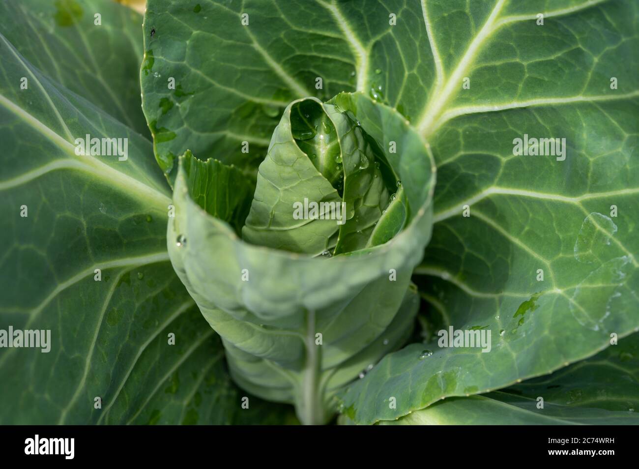 Schatz Kohl Pflanze wächst im Garten aus nächster Nähe Stockfoto