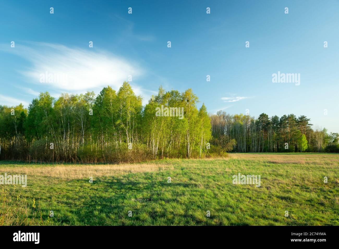 Lichtung und Wald mit Birken an einem Frühlingstag, blauer Himmel und weiße Wolke Stockfoto