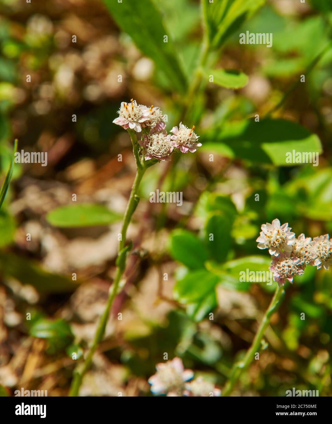 Origanum -Oregano, Gattung der Stauden und Stauden in der Familie Lamiaceae, heimisch in Europa, Nordafrika, und ein Großteil der gemäßigten Asien. Stockfoto