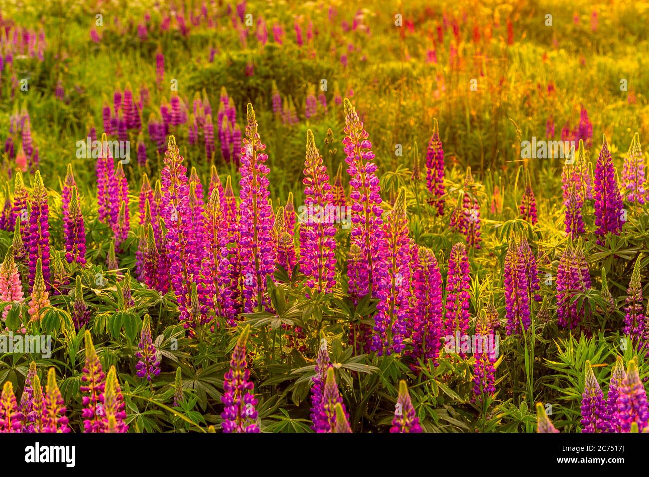 Lila Lupinen auf einem Feld bei Sonnenuntergang oder Sonnenaufgang. Stockfoto