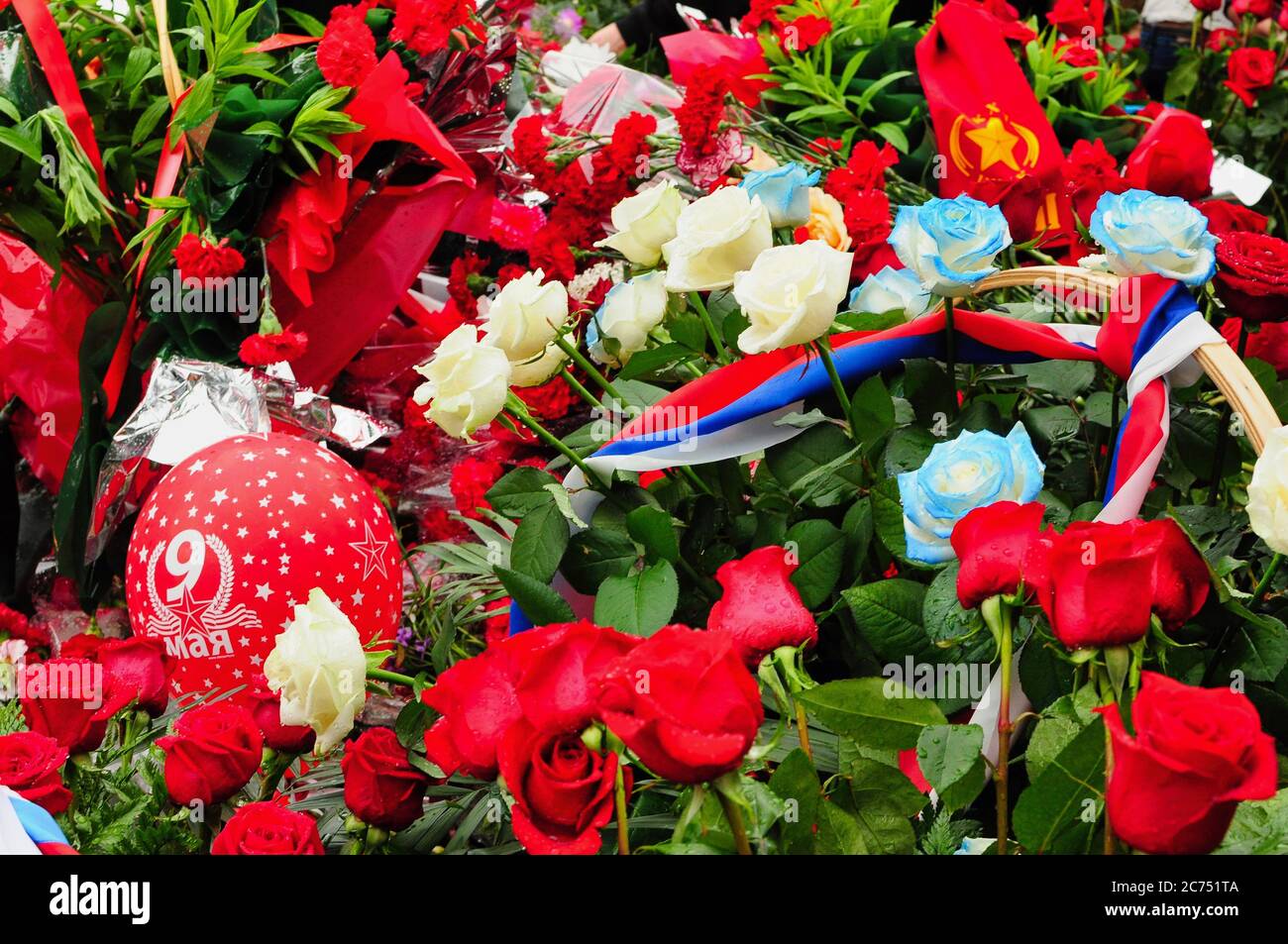Blumen in rot, weiß und blau der russischen Flagge für den Tag des Sieges am 9. Mai. Stockfoto