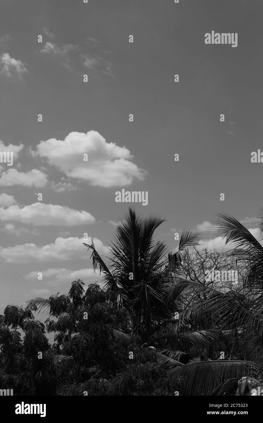 Schwarz-Weiß-Bild der Silhouette Kokospalmen mit Wolken Hintergründe Stockfoto