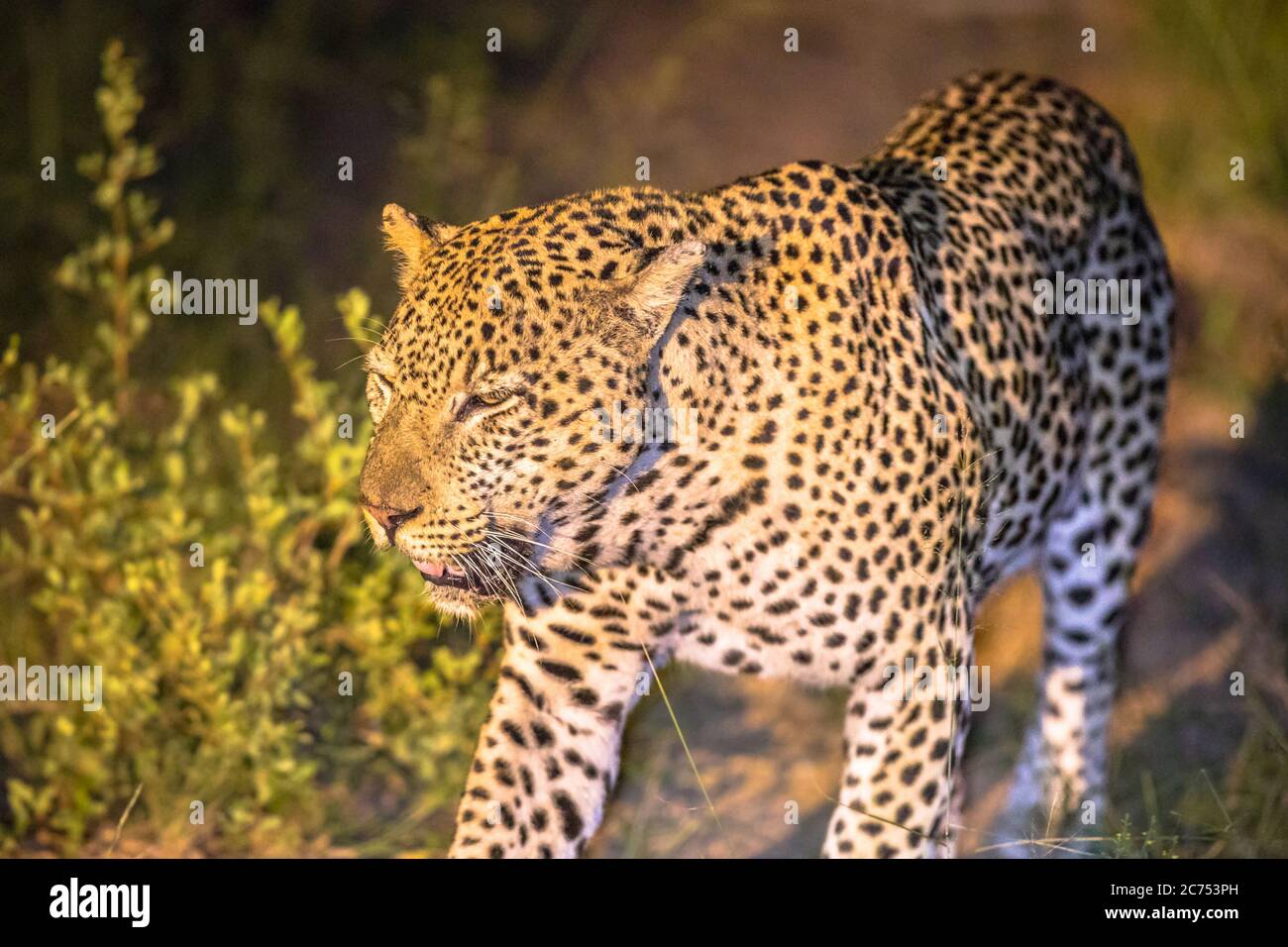 African Leopard (Panthera pardus) Wandern in der Dunkelheit auf Savanne im Kruger Nationalpark, Südafrika Stockfoto