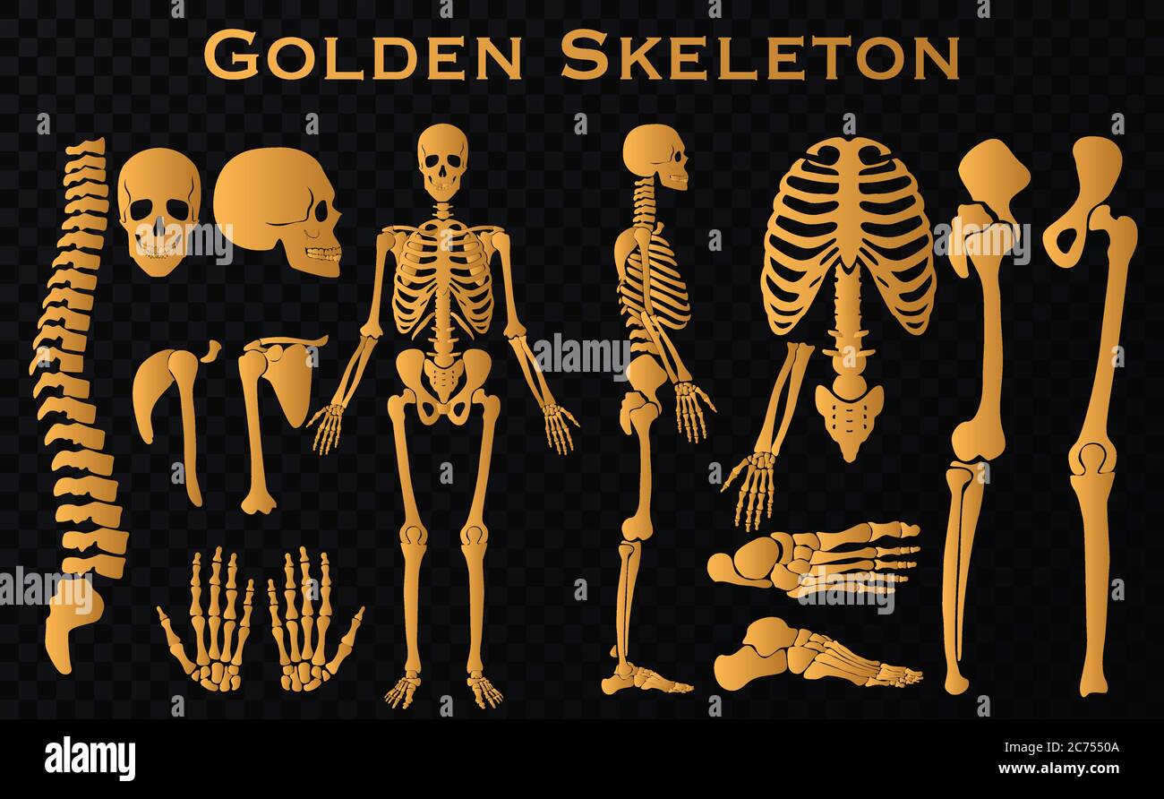 Golden Luxus menschliche Knochen Skelett Silhouette Kollektion Set. Detaillierte Vektordarstellung Stock Vektor