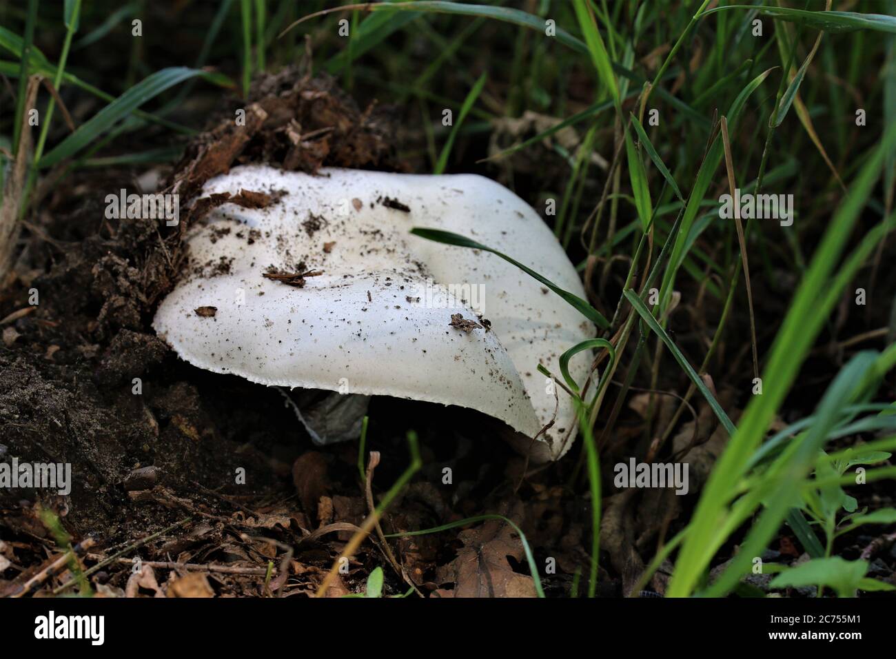 Weier Pilz, der nur aus der Erde wchst Stockfotografie - Alamy