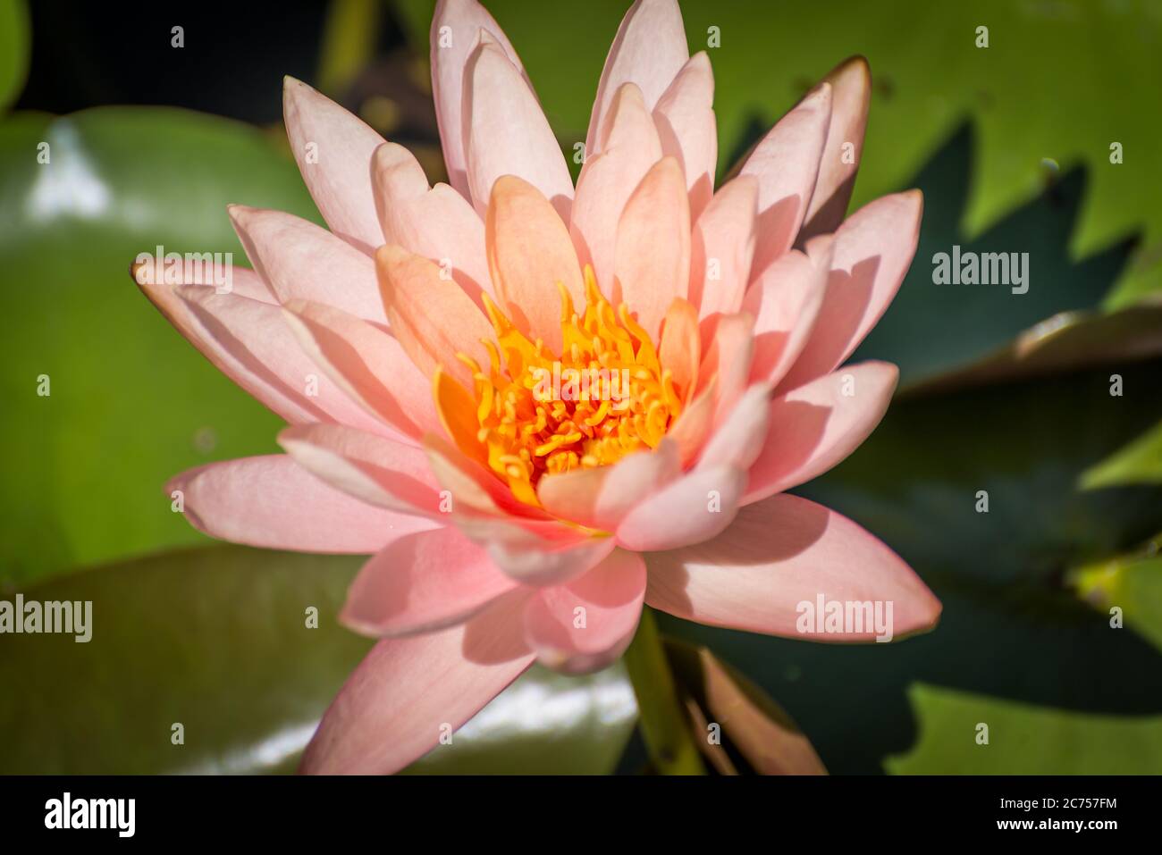 Rosa Lotusblüte (Nelumbo-Arten) auf großen runden Blättern Stockfoto