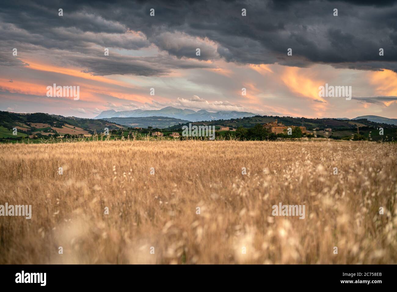 Landschaft, Weizenfeld und stürmischer Sonnenuntergang in der Region Marken, Italien Stockfoto