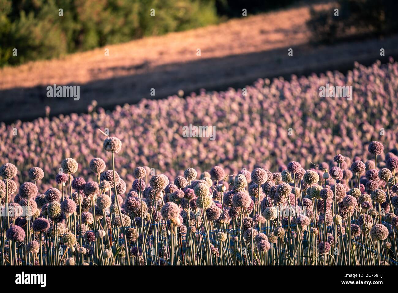 Knoblauchblüten Feld in der Region Marken, Italien Stockfoto