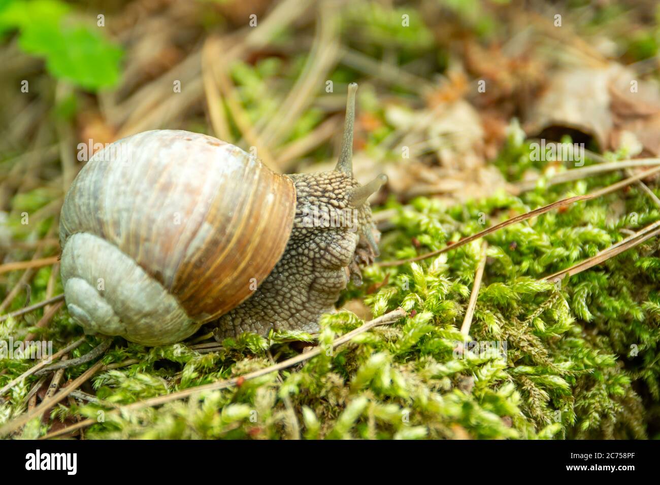Nahaufnahme der römischen Schnecke auf Moos, Frühlingsansicht Stockfoto