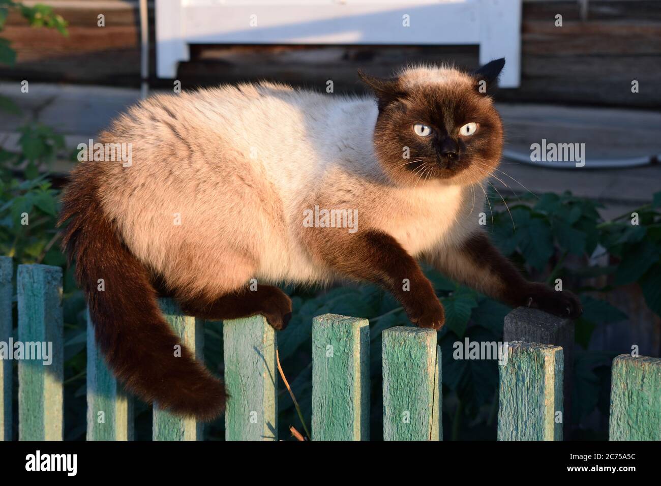 Angry Cat schlagen einer kämpfenden Pose auf einem Zaun zu Schüchtern Sie Eine Andere Katze Ein Stockfoto