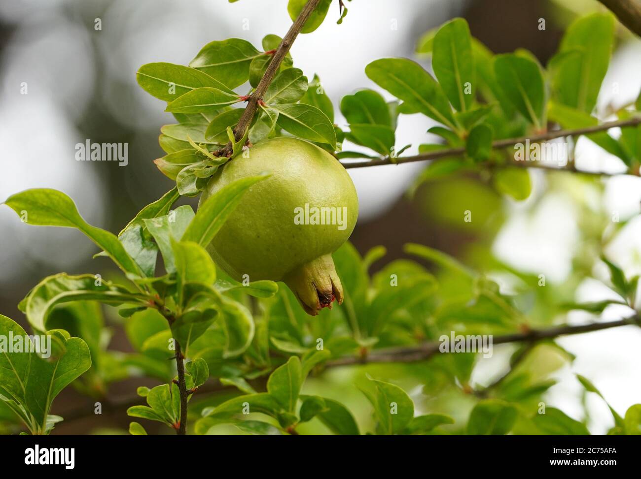 Unreifer grüner Granatapfel (Punica granatum), der an einem Baum hängt, Andalusien, Spanien. Stockfoto