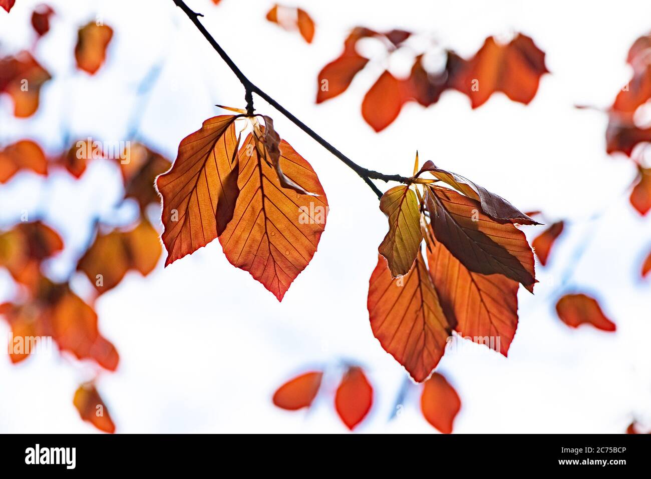 Rote Blätter auf einer Kupferbuche im Garten, Chipping, Preston, Lancashire, UK Stockfoto