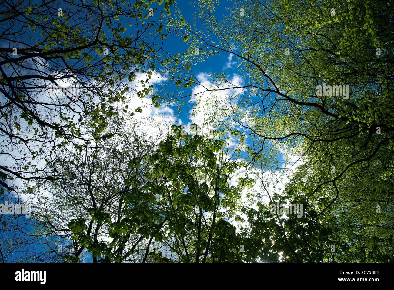 Blauer Himmel und Frühlingsblätter , Chipping, Preston, Lancashire, Großbritannien Stockfoto