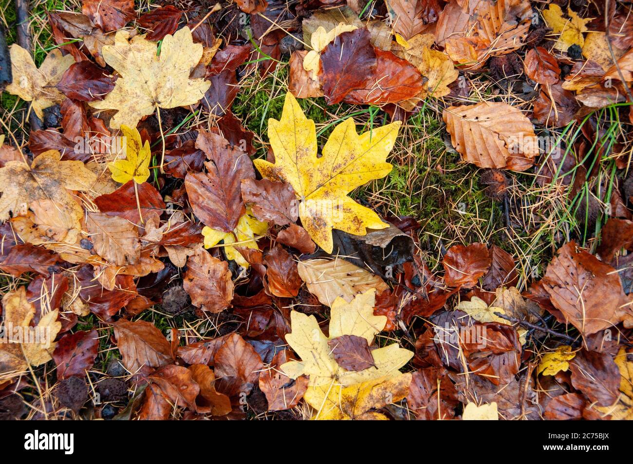 Herbstblätter, Whitewell, Clitheroe, Lancashire, England, Vereinigtes Königreich. Stockfoto