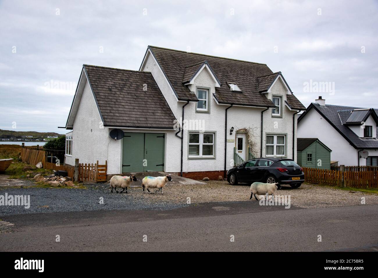 Scottish Blackface Schafe, Fionnphort, Isle of Mull, Argyll und Bute, Schottland, Vereinigtes Königreich. Stockfoto