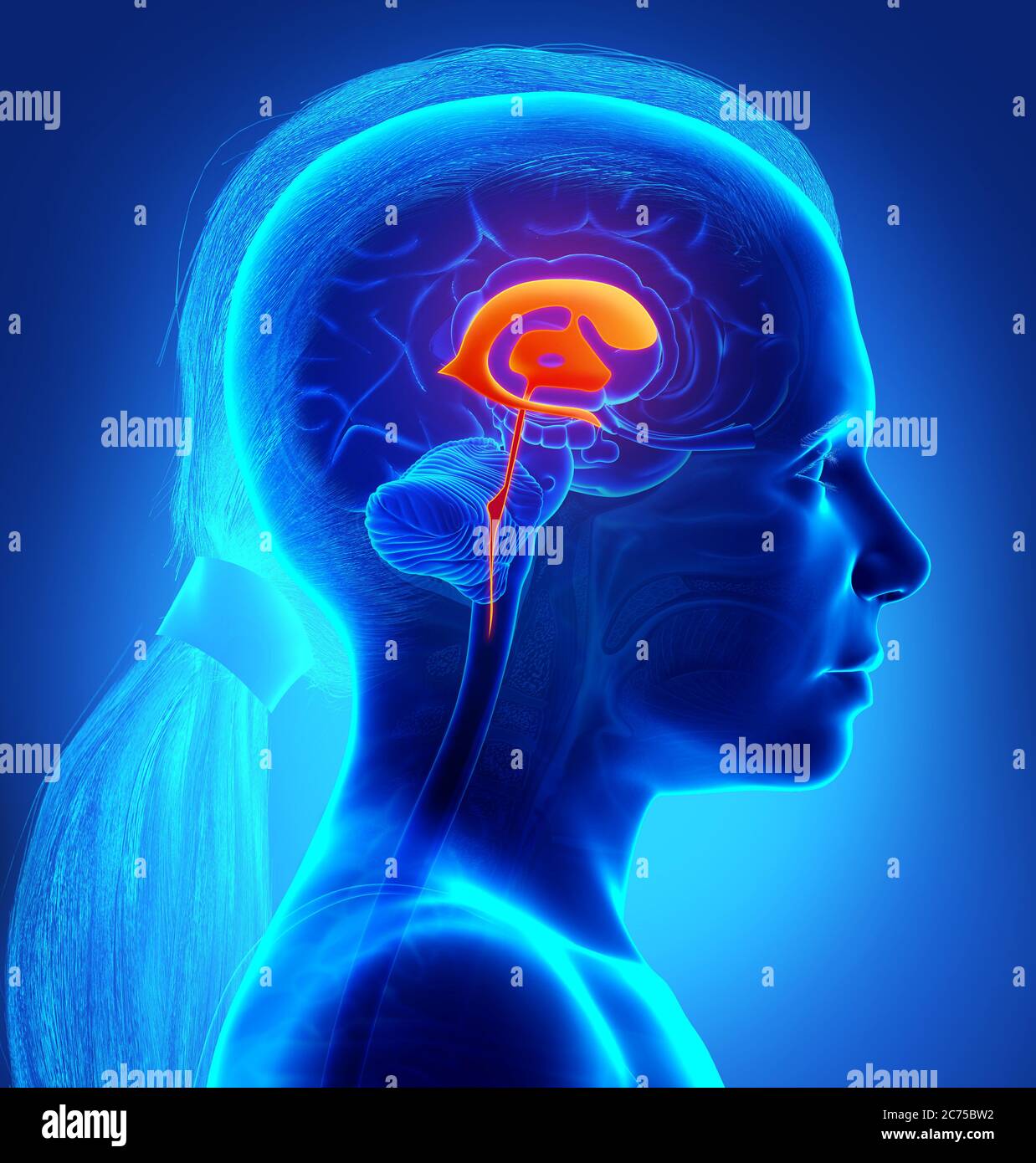 3d Rendering medizinische Illustration eines Mädchens Hirnventrikel Anatomie Stockfoto