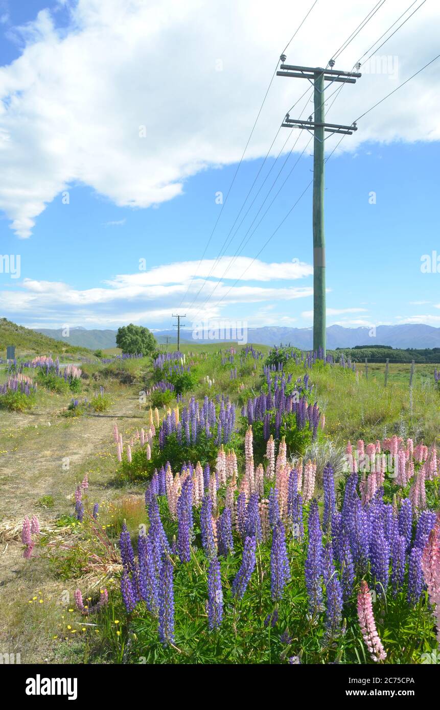 Lupinen blühen im Sommer in Neuseeland. Stockfoto