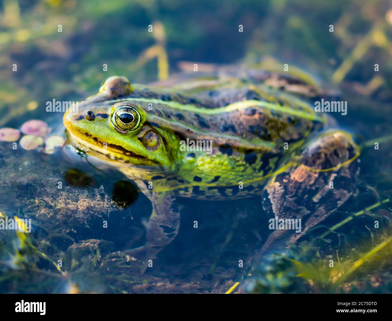 Frosch Amphibian versteckt im Teich Stockfoto