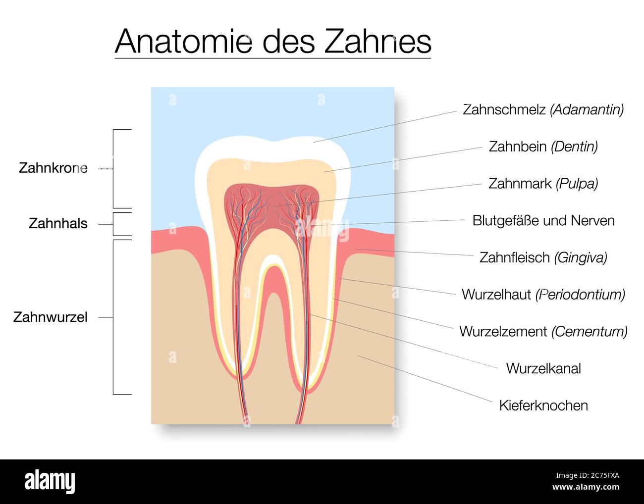 Zahnanatomie, deutsche Namen, medizinisch gekennzeichnete Schnittplan mit Zahnschmelz, Dentin, Pulp, Gingiva, Blutgefäßen und Nerven. Stockfoto