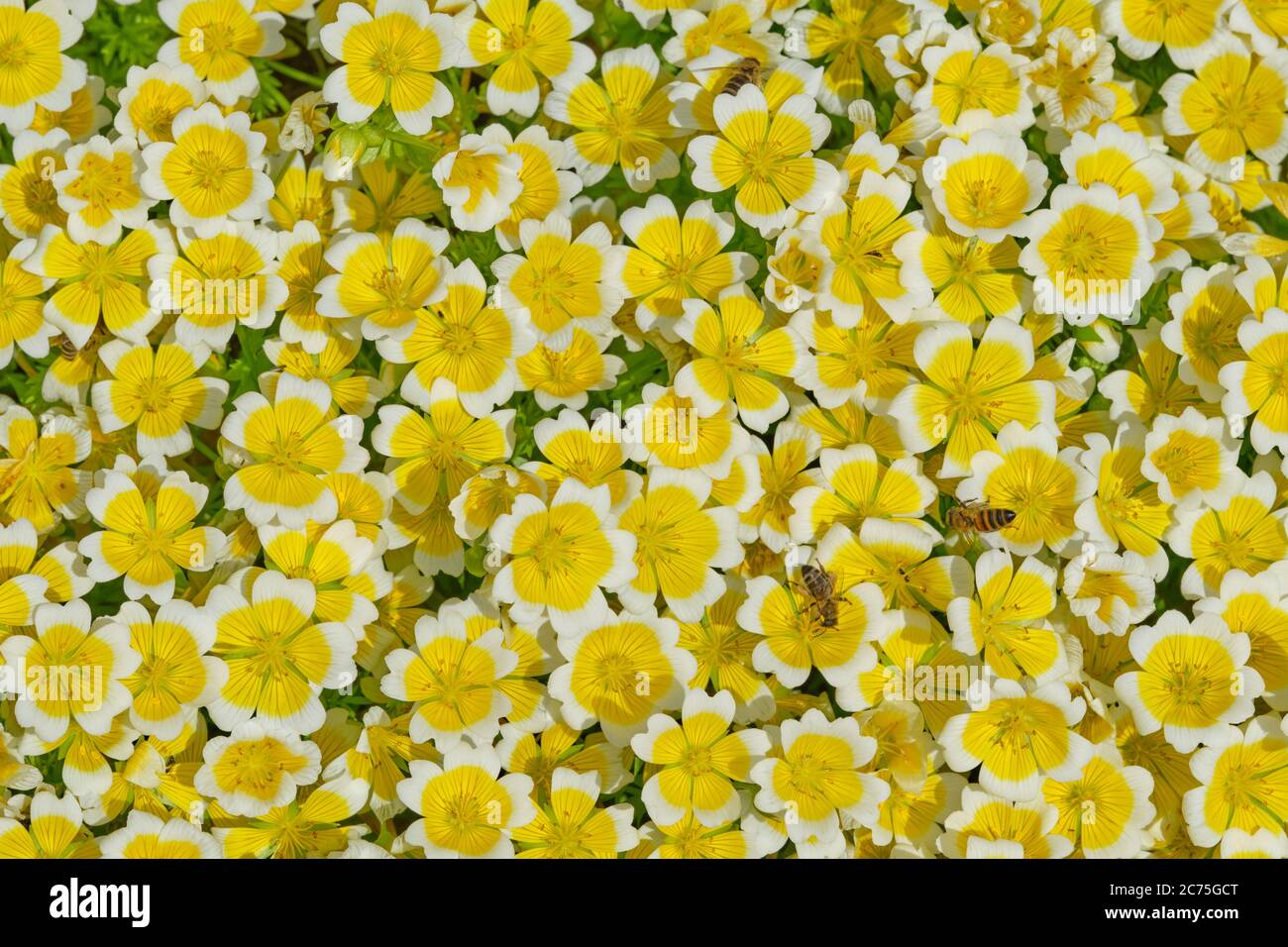 Feld von kleinen Blumen. Floraler Hintergrund. Stockfoto