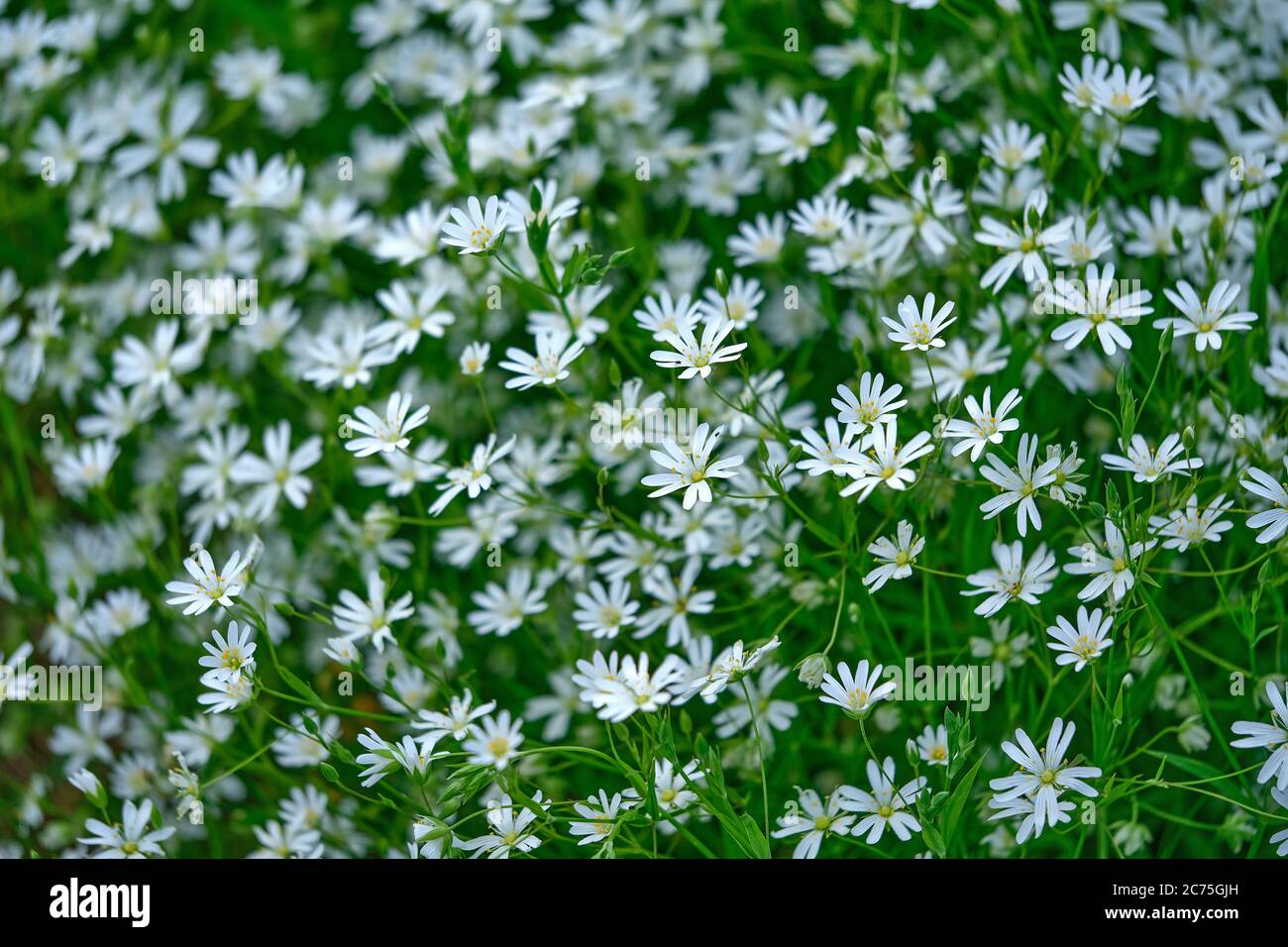 Feld von kleinen Blumen. Floraler Hintergrund. Stockfoto