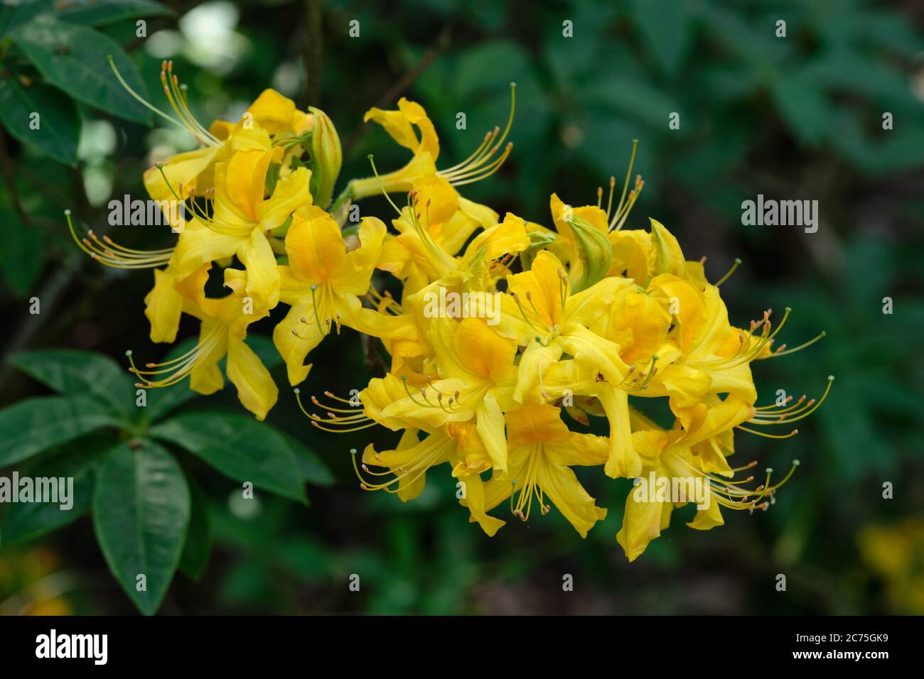 Blühendes Rhododendron. Gelbe Blüten. Stockfoto