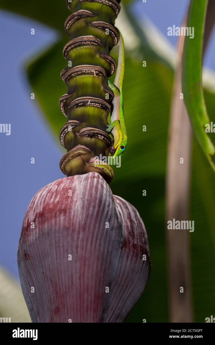 Goldstaub-Taggecko (Phelsuma laticauda) leckt eine Bananenbaumblume, Nosy Komba, Madagaskar Stockfoto