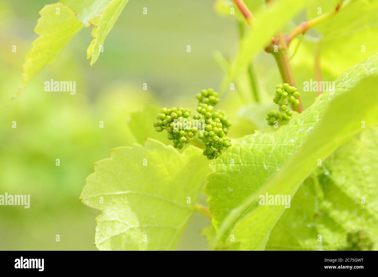 Schöner Traubenbaum mit kleinen Trauben um die Pflanze herum. Stockfoto