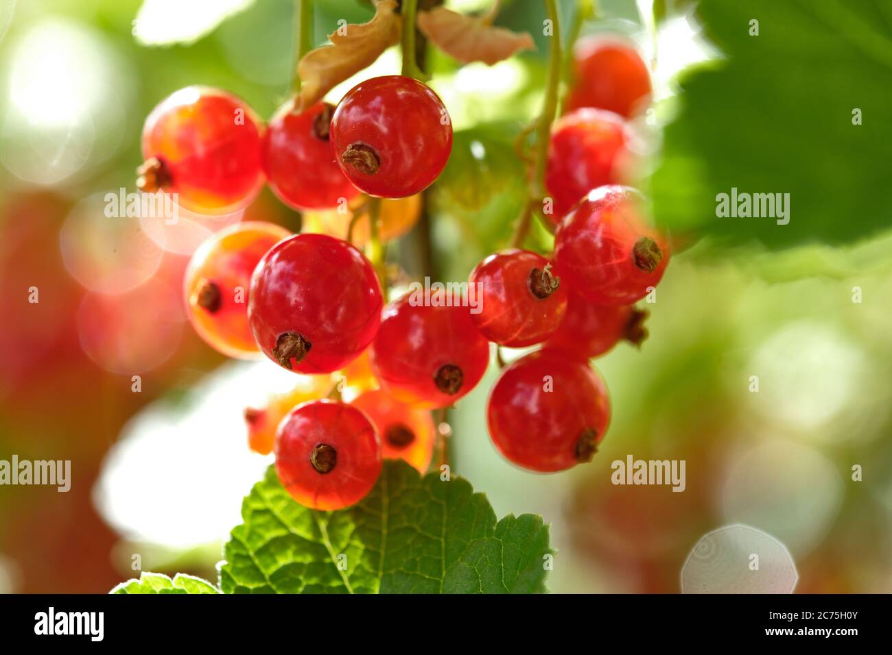 Rote Johannisbeeren. Stockfoto