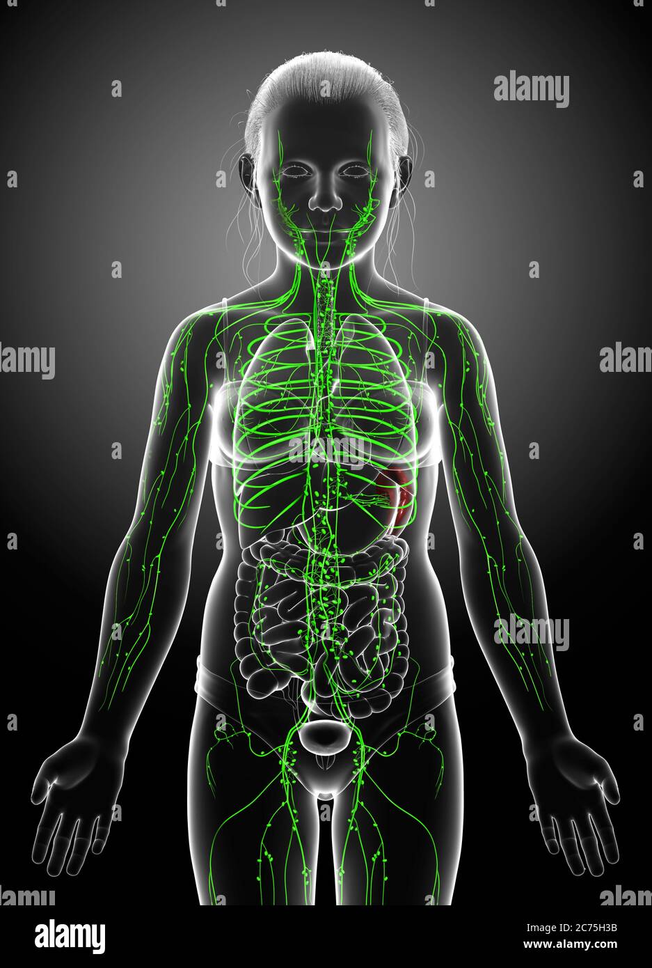 3d-gerendert medizinisch genaue Illustration eines jungen Mädchen lymphatischen System Stockfoto