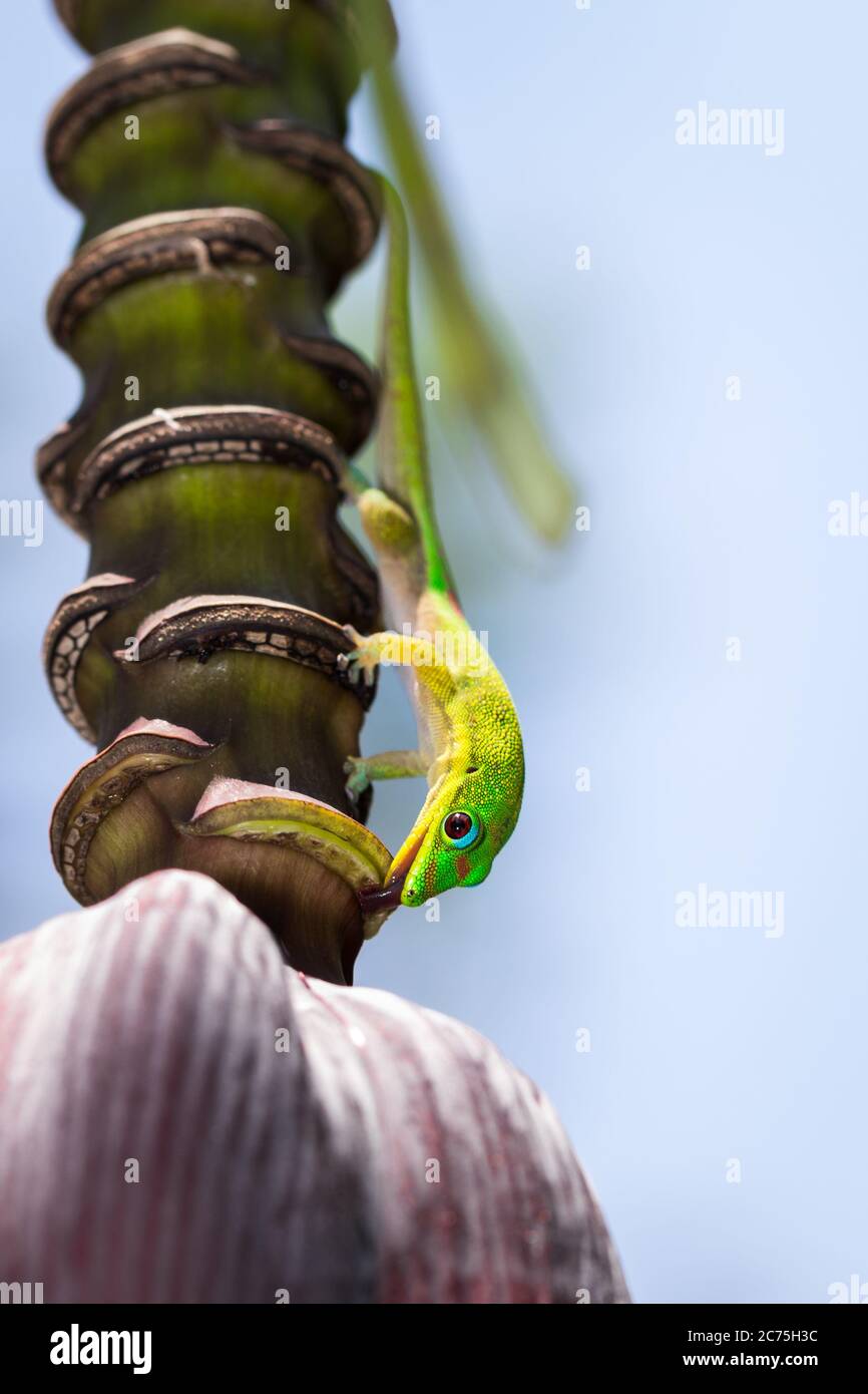 Goldstaub-Taggecko (Phelsuma laticauda) leckt eine Bananenbaumblume, Nosy Komba, Madagaskar Stockfoto