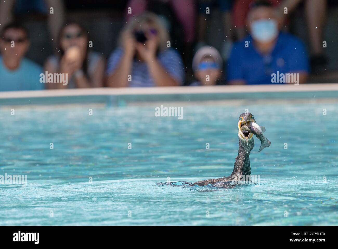 Kormoran beim Fischessen während einer Show Stockfoto