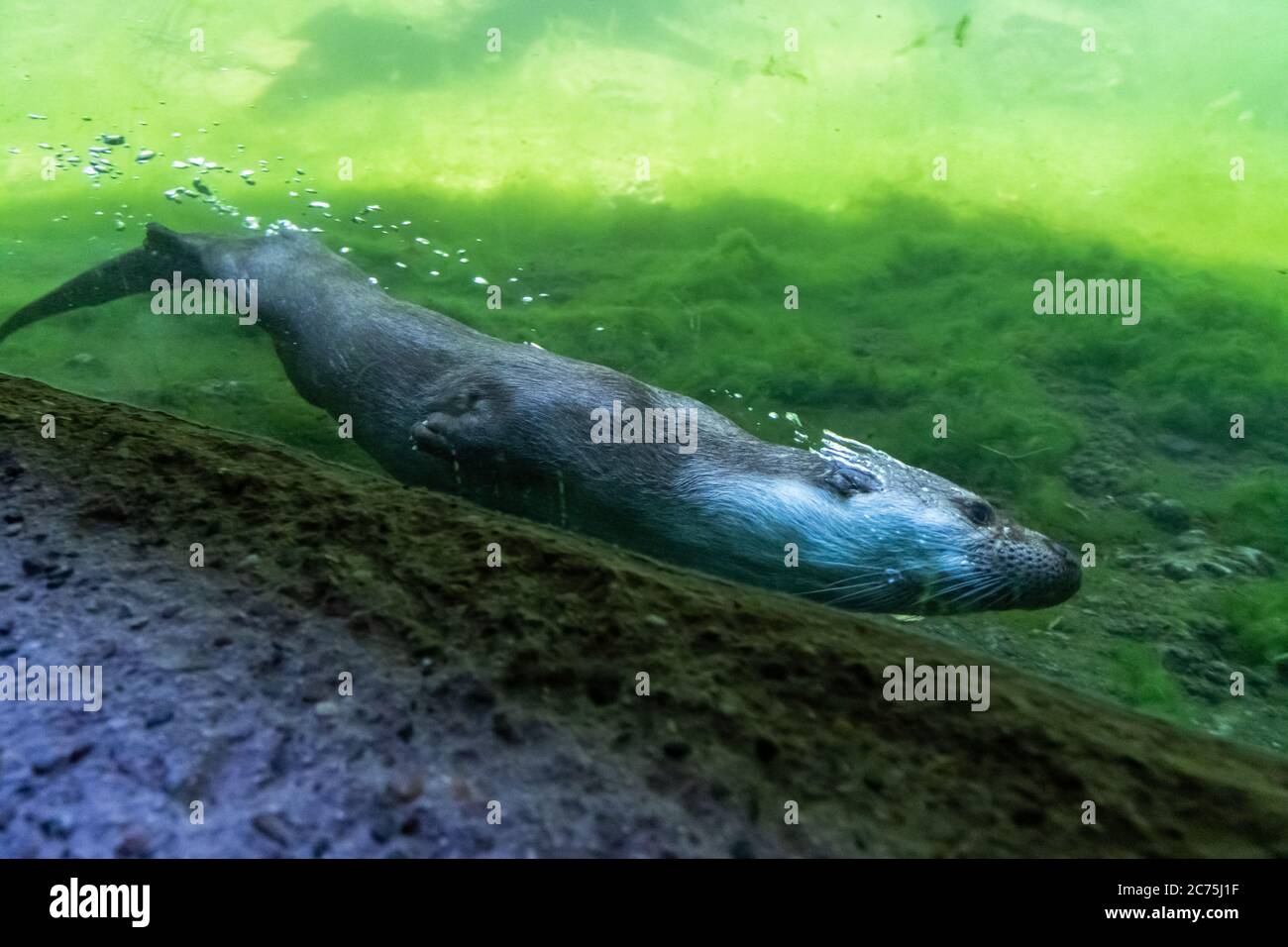 Europäische Otter beim Schwimmen im See Stockfoto