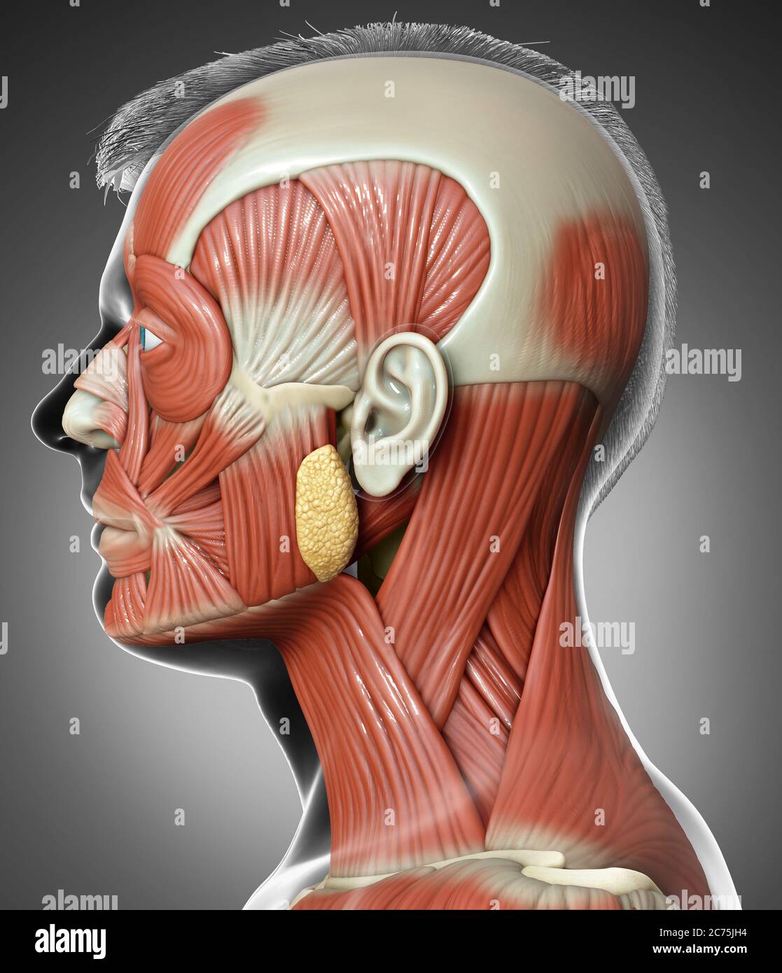 3d-Rendering medizinische Illustration der männlichen Kopf Anatomie für den Unterricht Stockfoto