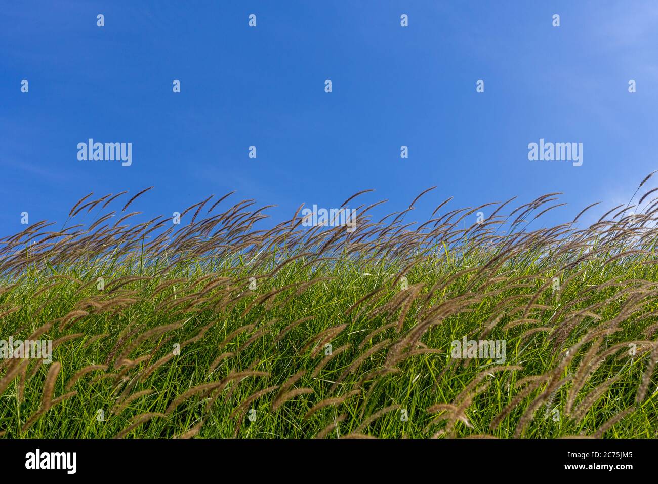 Grünes Feldgras und klarer blauer Himmel keine Wolken Stockfoto