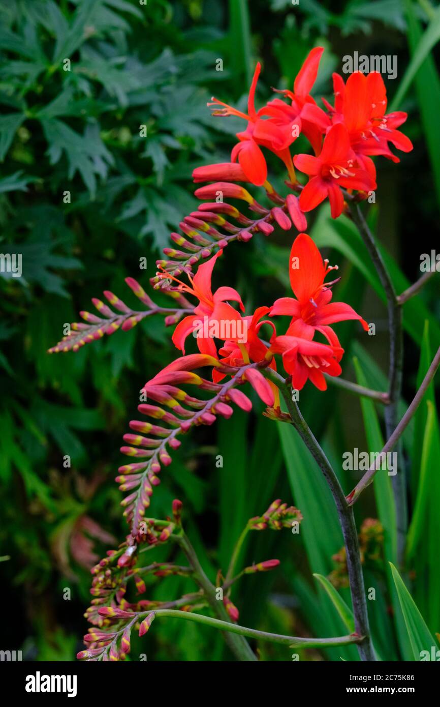 Crocosmia, Perennial, Corms, Blume, Rot, Cheshire, England, Sommer, Herbst, Herbst, Bogenspike, Curtonus, Crocosmiiflora, Schönheit, Impresive Stockfoto