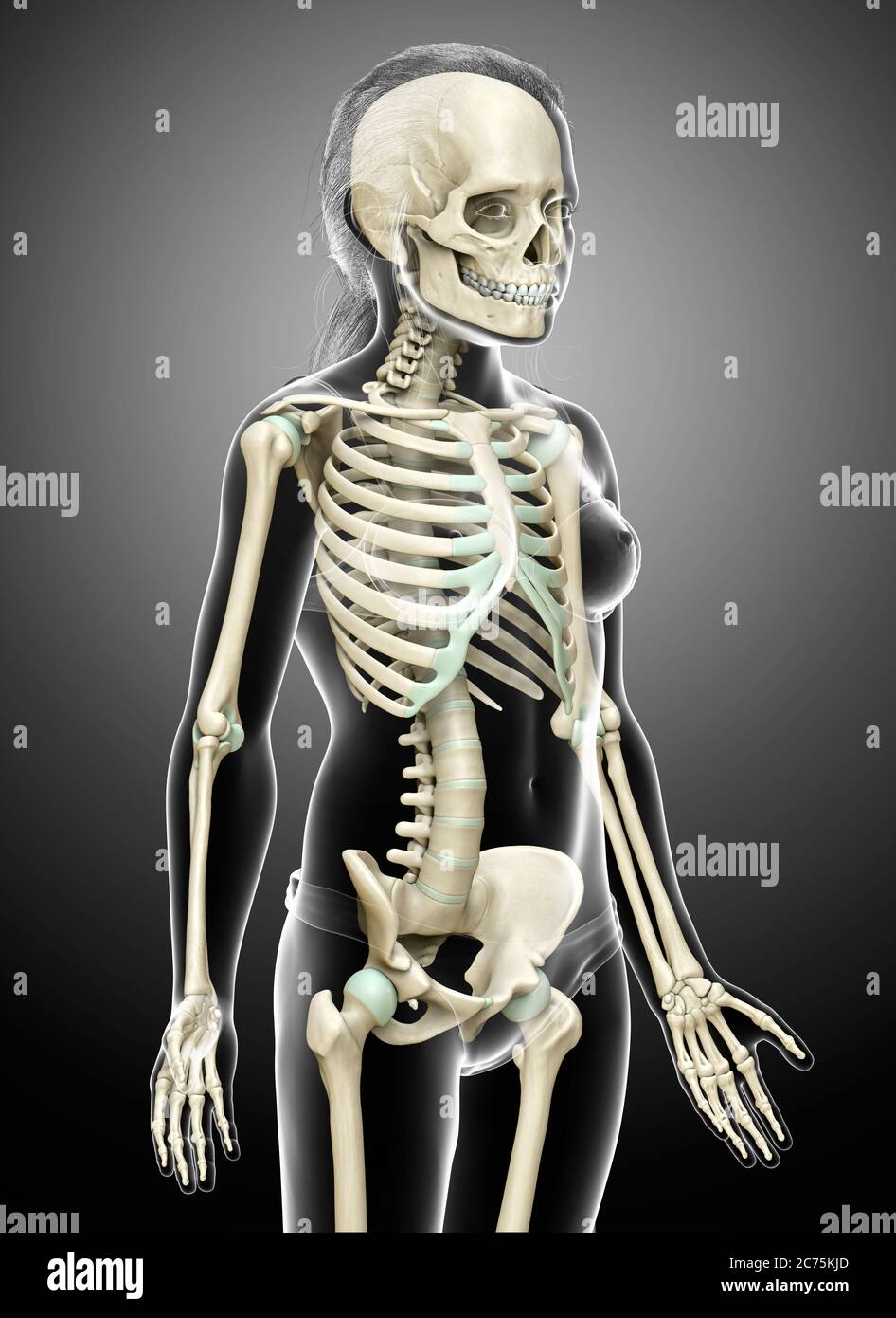 3d gerendert, medizinisch genaue Illustration eines jungen Mädchen Skelett-System Stockfoto