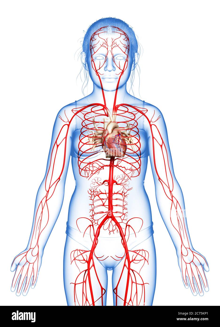 3d gerendert medizinisch genaue Illustration der jungen Mädchen Arterien Stockfoto