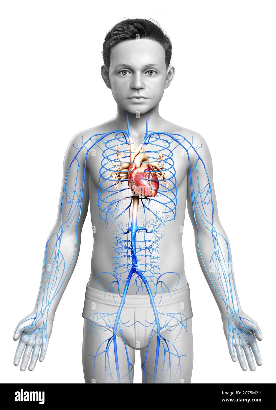 3d-gerendert medizinisch genaue Darstellung eines Jungen Venen Anatomie Stockfoto