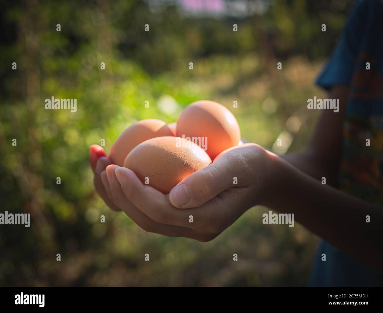 Kinderhände mit drei frischen Bio-Eiern. Eier ernten. Frische Bio-Eier aus biologischem Anbau Stockfoto