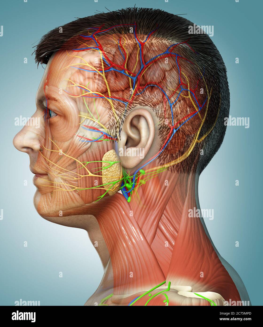 3d-Rendering medizinische Illustration der männlichen Kopf Anatomie für den Unterricht Stockfoto